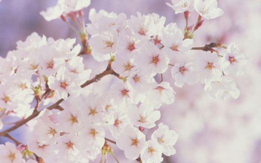 469350 (a): :1680x1050